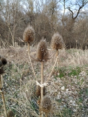 Dipsacus laciniatus