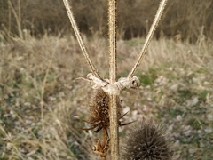 Dipsacus laciniatus
