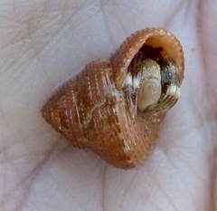 Calliostoma supragranosum