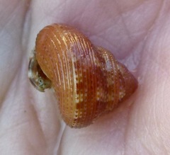 Calliostoma supragranosum