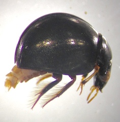 Allocotocerus punctatus