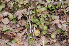 Pyrola rotundifolia