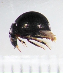 Allocotocerus punctatus