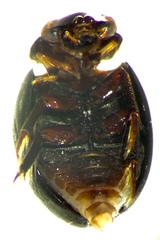 Allocotocerus punctatus