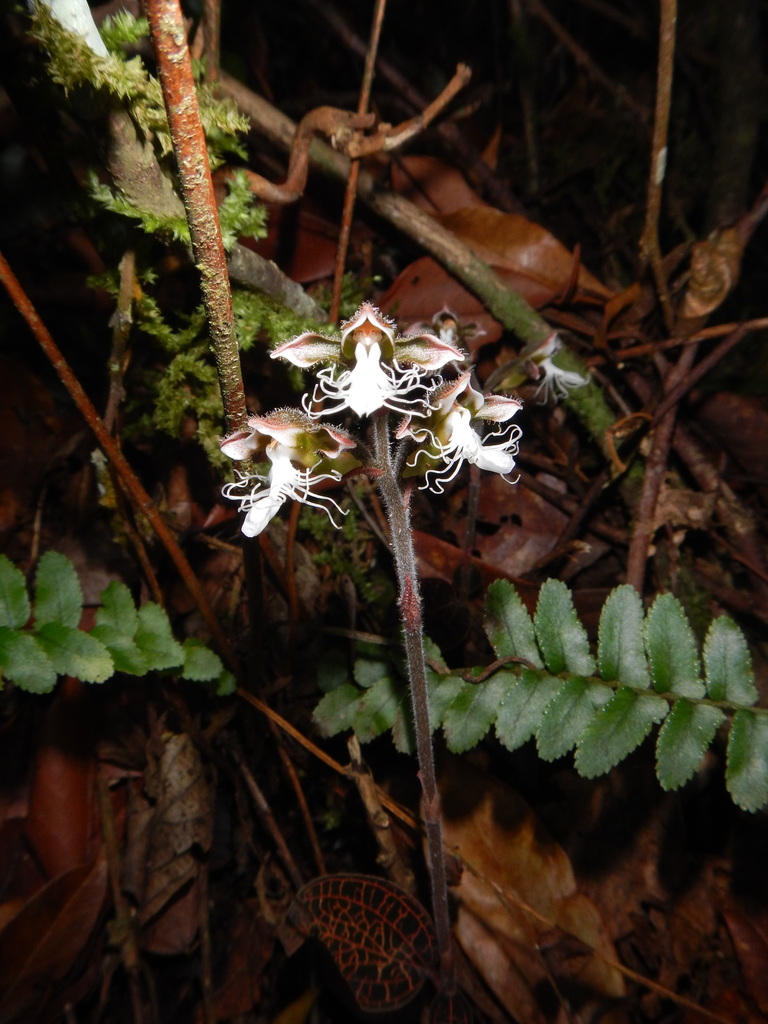 Anoectochilus setaceus