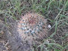 Mammillaria wagneriana