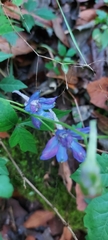 Delphinium madrense