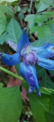 Delphinium madrense