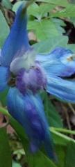 Delphinium madrense