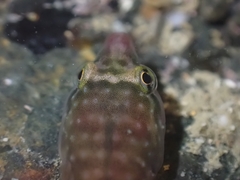 Trnski's Clingfish photo 1