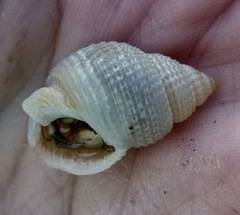 Nassarius perpinguis