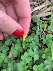 Oxalis corniculata