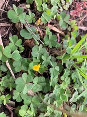 Oxalis corniculata