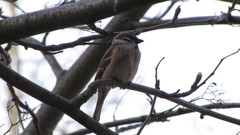 Passer montanus