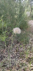 Tragopogon coelesyriacus