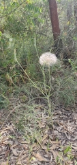 Tragopogon coelesyriacus