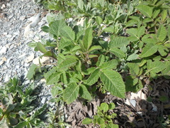 Salvia ringens