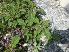 Salvia ringens