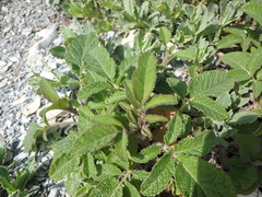 Salvia ringens