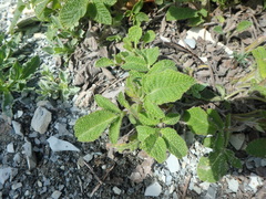Salvia ringens