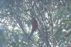 Platycercus elegans elegans