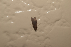 Helcystogramma triannulella