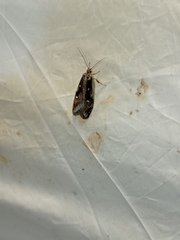 Semioscopis oculella