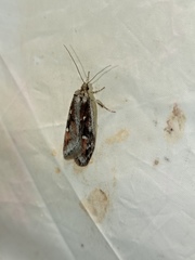 Semioscopis oculella
