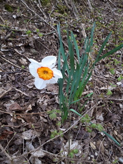 Narcissus × incomparabilis