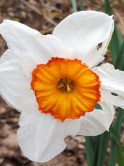 Narcissus × incomparabilis