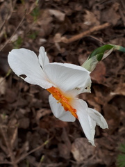 Narcissus × incomparabilis