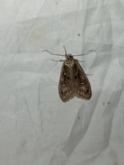 Semioscopis oculella