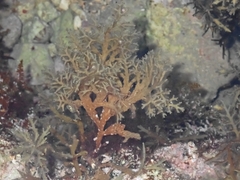Cystoseira compressa