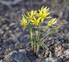 Gagea pusilla