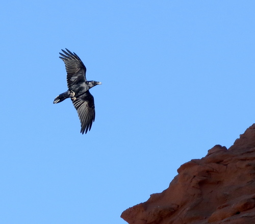 Common Raven
