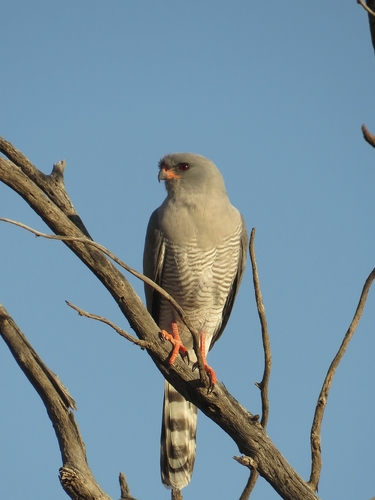 Gabar Goshawk