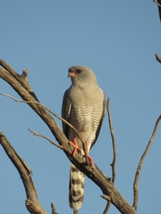 Gabar Goshawk photo 3