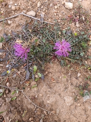 Centaurea raphanina mixta
