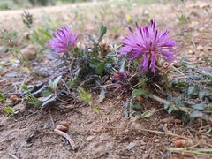 Centaurea raphanina mixta