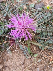 Centaurea raphanina mixta