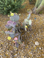 Opuntia santa-rita