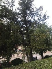 Cupressus arizonica