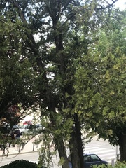 Cupressus arizonica