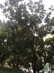 Magnolia