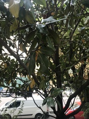 Magnolia