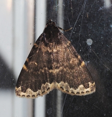 Mormoscopa sordescens