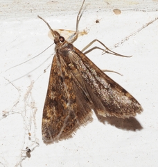 Achyra affinitalis