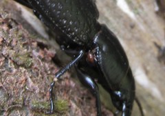Mecodema crenaticolle