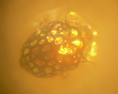 Parachirida pustulata