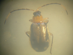 Aristobrotica